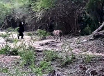 Бесконтактная схватка медведя и леопарда попала на видеокамеру на Шри-Ланке