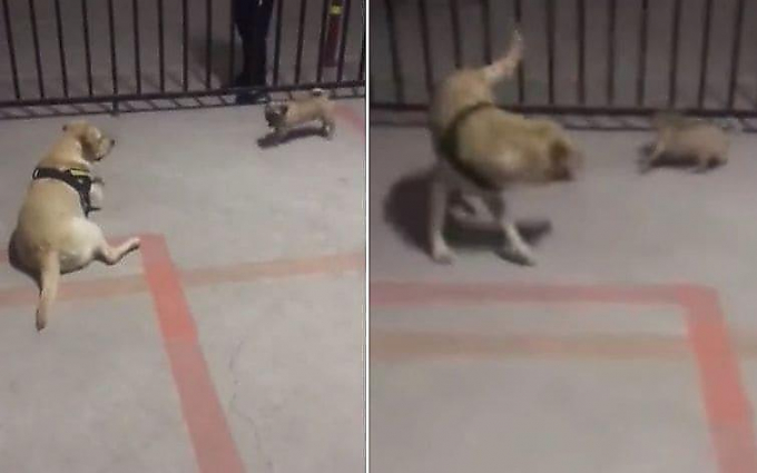 Дерзкий щенок, прячась за решёткой, вывел на эмоции взрослого пса (Видео)