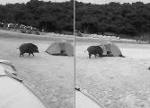 Дикий кабан, стащивший у туриста палатку, устроил забег по пляжу в Гонконге ▶