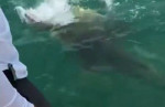 Гигантский морской окунь попытался снять с крючка акулу, у побережья Флориды (Видео)