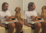 Хитрый пёс продемонстрировал хозяину «незаинтересованность» к еде ▶