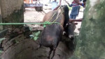Индийские фермеры при помощи крана вытащили быка, провалившегося в колодец (Видео)