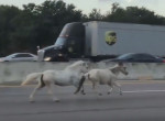 Лошади и пони, сбежав от владельца, устроили опасные скачки на оживлённой магистрали ▶