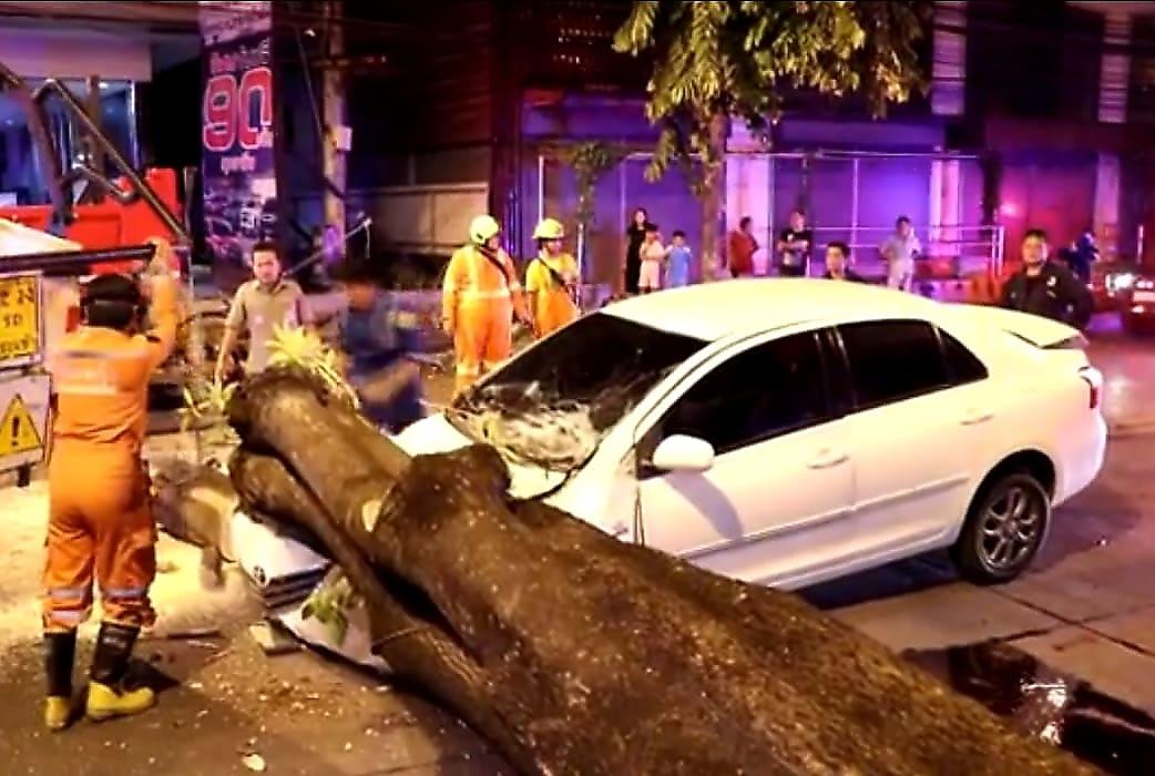 Массивное дерево лишило автомобиля пенсионеров в Тайланде