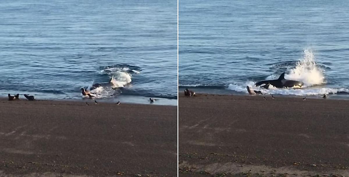 Самка косатки, заплывшая на мелководье, похитила детёныша тюленя - видео