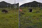 Счастливый бык-кувыркун попал на видеокамеру в Тайланде ▶