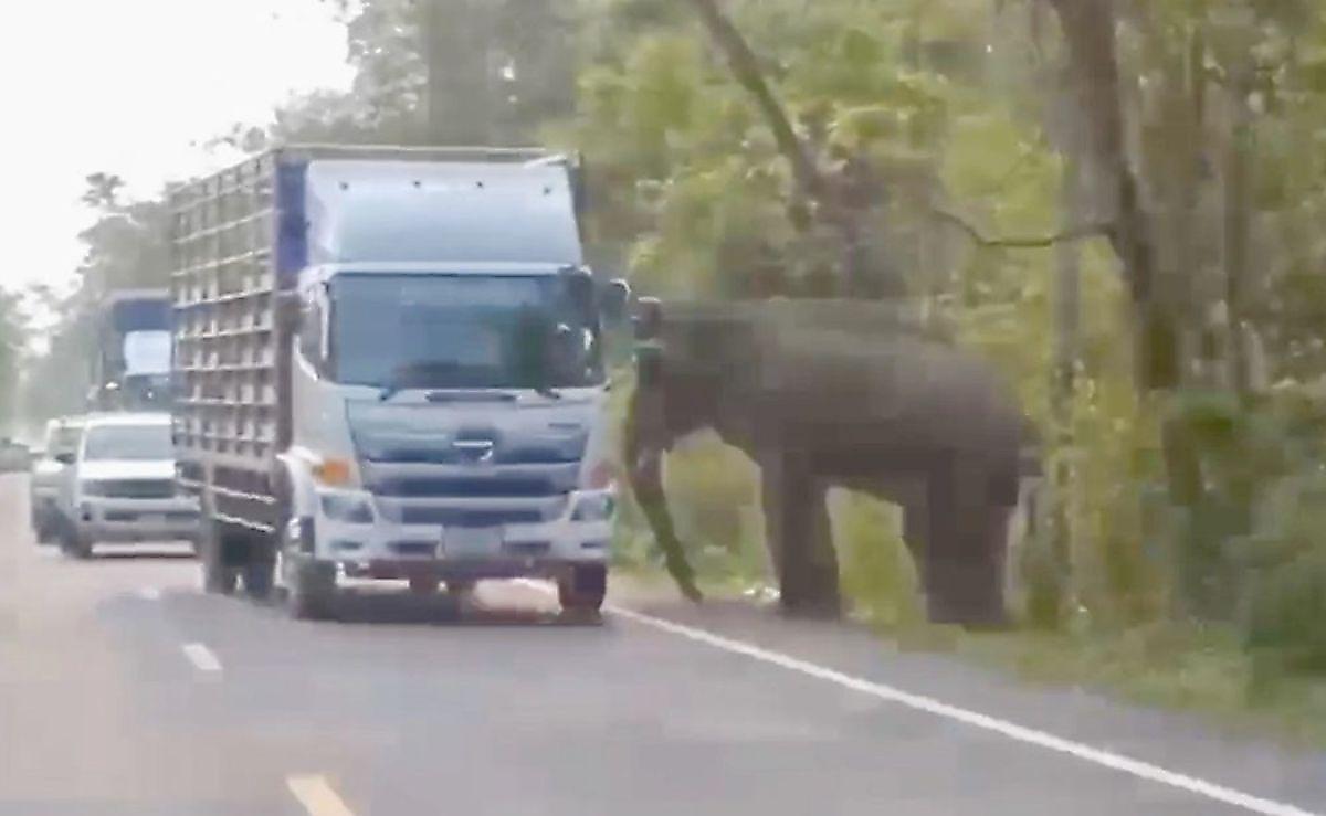 Слон, проводя осмотр автомобилей, перевернул пикап в тайском заповеднике