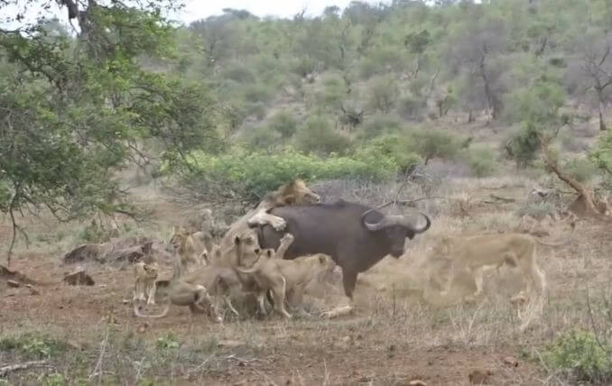 Туристы, мешая друг другу, снимали, как львиный прайд атаковал буйвола в Африке (Видео)