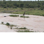 Застрявший посередине реки старый жираф, не выдержал конкуренции с молодым соперником