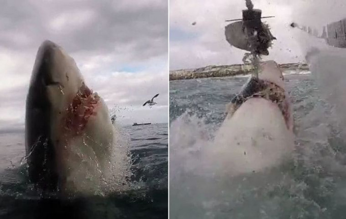 Белая акула чуть не стащила видеокамеру у туриста возле южноафриканского побережья (Видео)