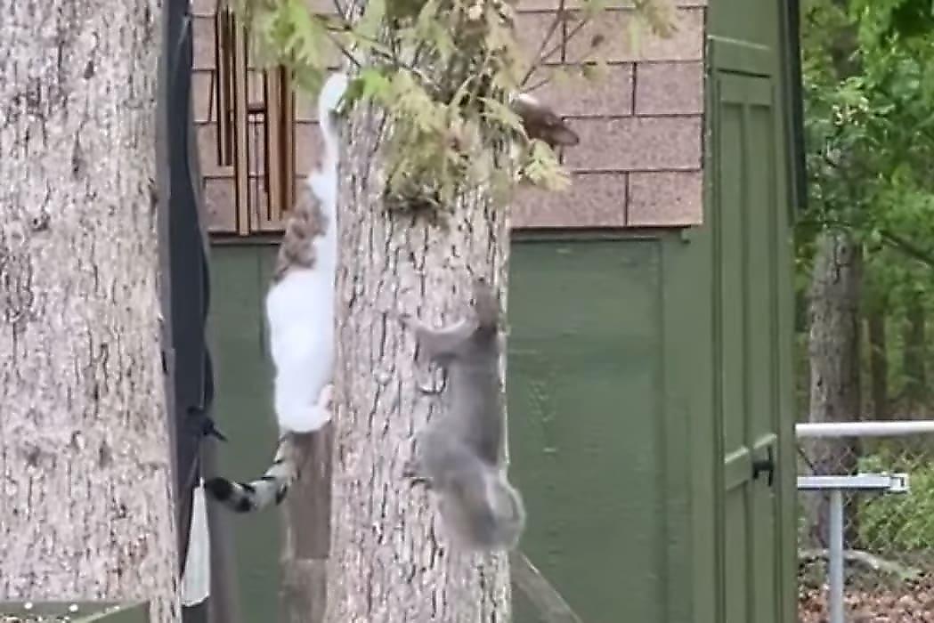 Белка показала мастер-класс нерешительной кошке в лазании по деревьям