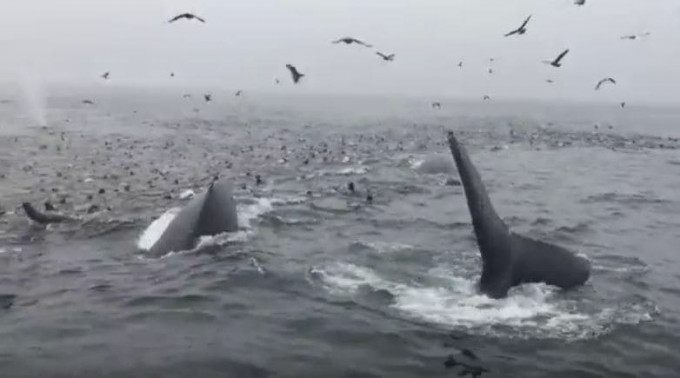 Десятки китов, сотни тюленей и стаи чаек приняли участие в крупномасштабном пире у побережья Калифорнии (Видео)