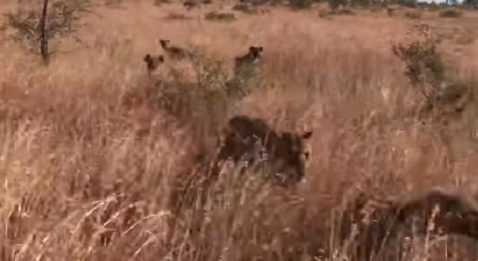 Две львицы вступили в бой со стаей гиен на территории частного заповедника в ЮАР (Видео)