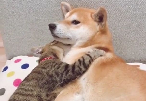 Кошка продемонстрировала настоящую привязанность псу в Японии (Видео)