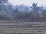 Отважный пёс, охраняющий поле, не допустил слонов на свою территорию