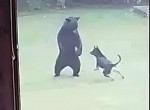 Пёс «пустился в пляс» вокруг косолапого незваного гостя и попал на видео в США