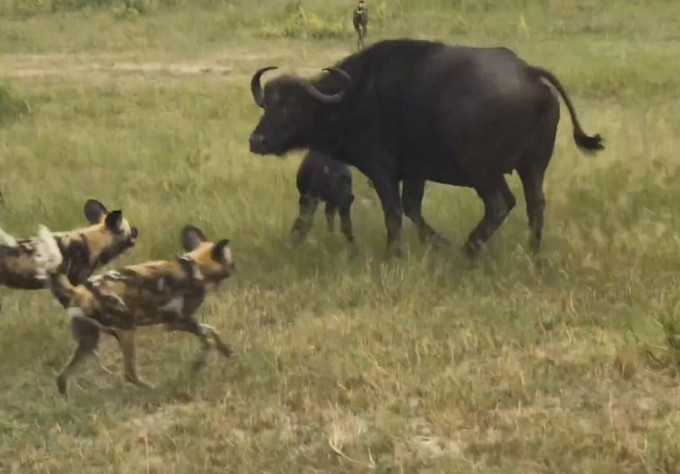 Стая диких собак отбила 5 детёнышей у стада буйволов в заповеднике ЮАР (Видео)