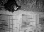 Осторожный медведь, своровавший мёд, попал на видео на китайской пасеке