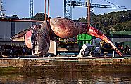 Тушу 75-тонного кита извлекли из воды у берегов Испании ▶ 0
