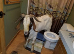 Вероломный козёл разбил стеклянные двери в чужом жилище и уснул в туалете ▶