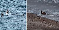 Везучий тюленёнок обманул косаток и выбрался невредимым на берег - видео