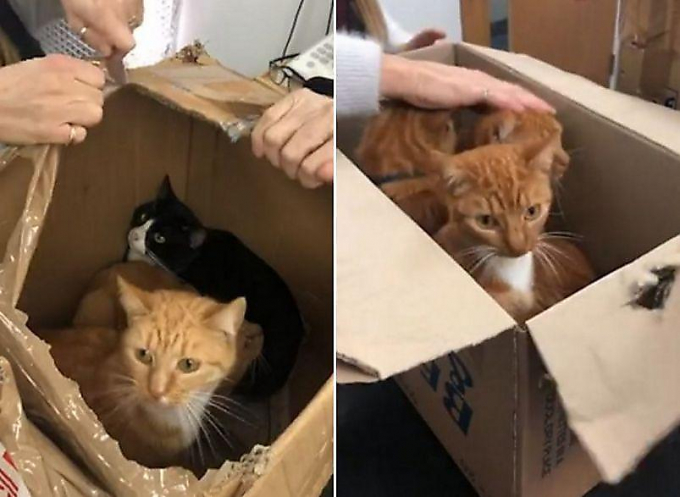 11 кошек, заточённых в четырёх коробках, спасли в Лондоне ▶