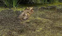 Семейство черепах пристроилось к крокодилу, загорающему на бревне в лесу ▶