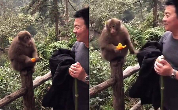 Чистоплотный примат воспользовался курткой туриста в гигиенических целях (Видео)