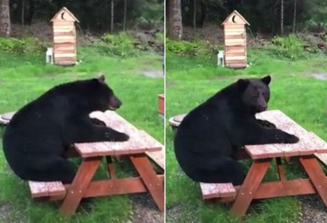 Медведь занял место за столом в саду жительницы Аляски (Видео)