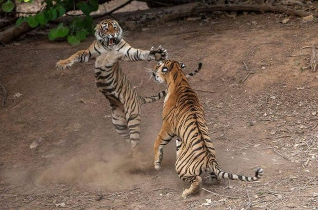 Молодая тигрица напала на взрослого тигра в индийском заповеднике (Видео)