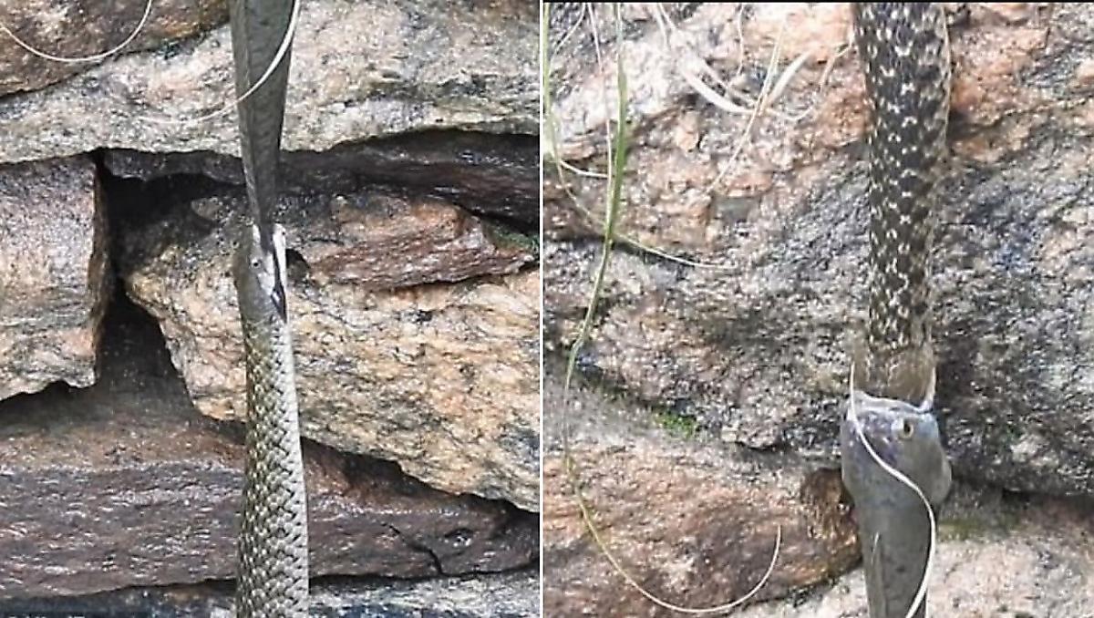 Пойманная змеёй вцепившаяся в другую змею рыба встретилась на пути у индийского туриста - видео