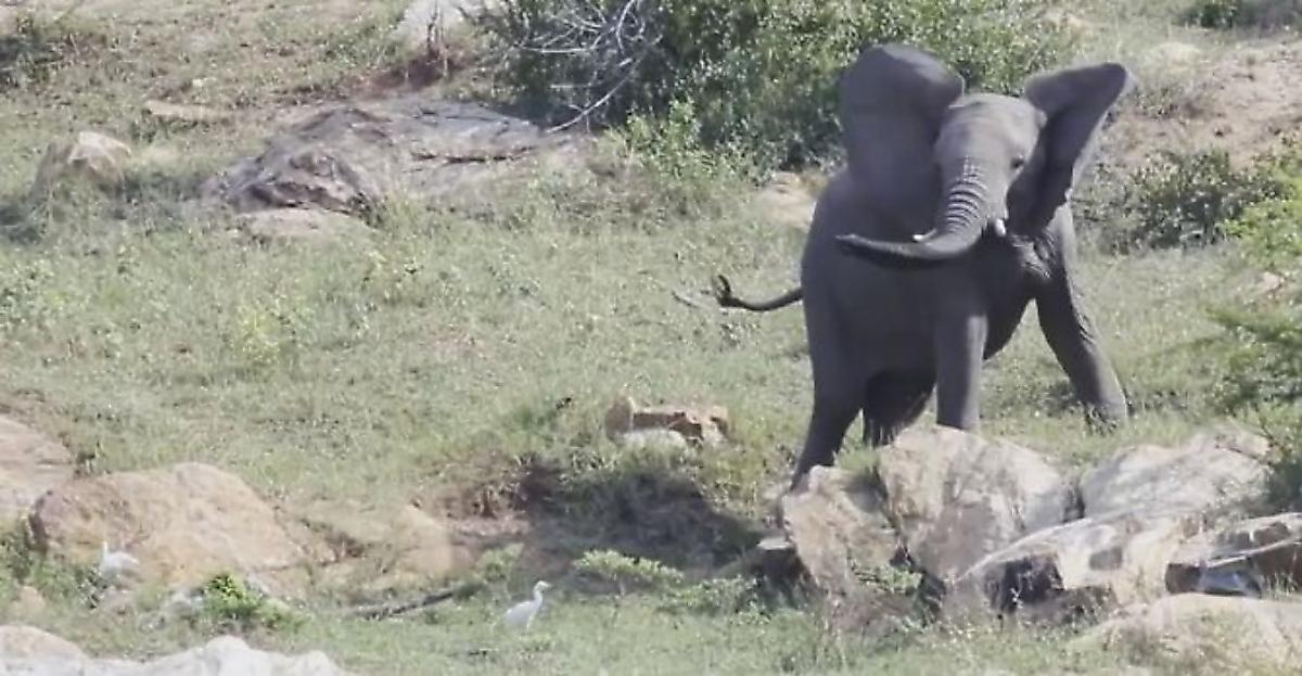 Сердитый слон попытался прогнать надоедливых птиц со своей территории
