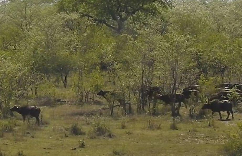 Стадо отбило у львов буйвола, уплывшего от крокодила в африканском заповеднике ▶