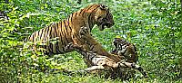 Тигры не поделили самку на глазах у туристов в индийском лесу 2