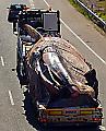 Тушу 75-тонного кита извлекли из воды у берегов Испании ▶ 3