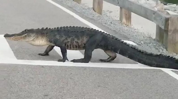 Вальяжный крокодил пересёк дорогу в положенном месте (Видео)