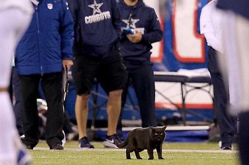 Чёрная кошка устроила забег по стадиону и прервала матч по американскому футболу ▶