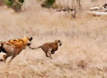 Детёныш леопарда спасся бегством от гиены на глазах у туристов в ЮАР
