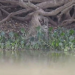 Два ягуара не поделили территорию возле водоёма (Видео)