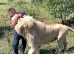 Фермер завёл белых львов в качестве домашних питомцев в ЮАР ▶