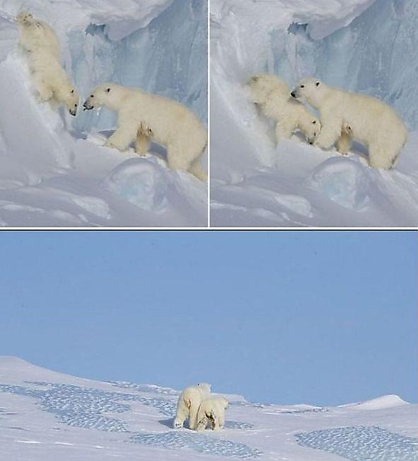 Фотограф запечатлел драматичные кадры воссоединения семейства белых медведей