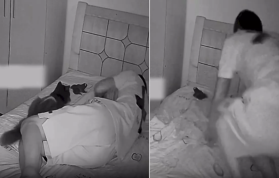 Кот подложил в кровать лягушку своему спящему хозяину: видео