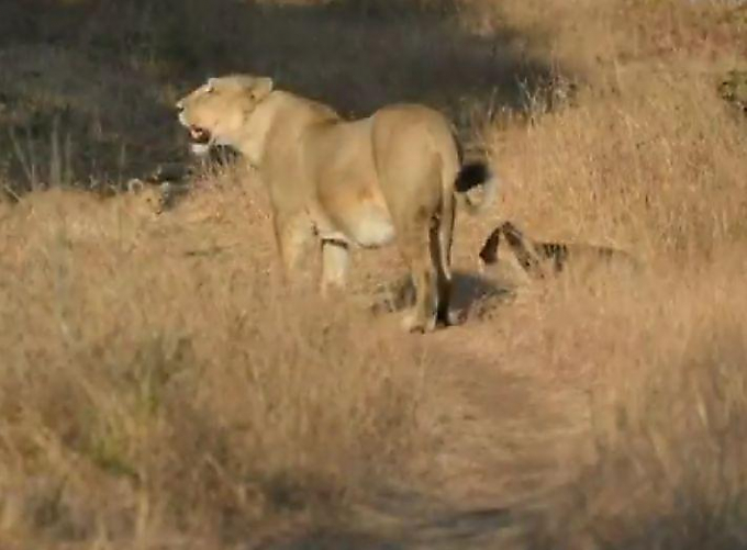 Львица приютила осиротевшего детёныша леопарда в индийском заповеднике