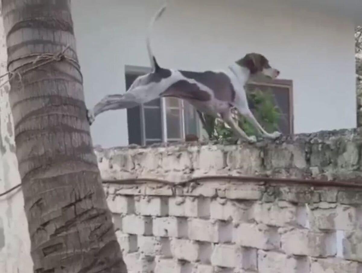 Любопытный пёс нашёл способ заглянуть за высокий забор, чтобы «пошпионить» за соседями