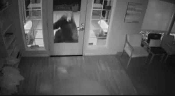 Медведь, уходя от полицейских, попытался проникнуть в стоматологическую клинику в США (Видео)