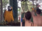 Попугай присоединился к вечеринке и исполнил забавный танец в Бразилии ▶