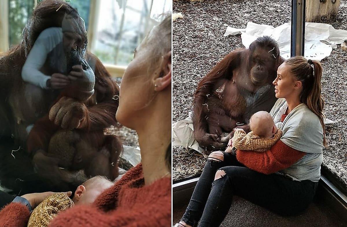 Самка орангутана, лишившаяся детёныша, не скрывая эмоций проследила за кормлением грудного ребёнка
