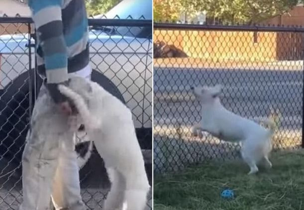 Слепой и глухой пёс каждый день по запаху встречает своего хозяина (Видео)
