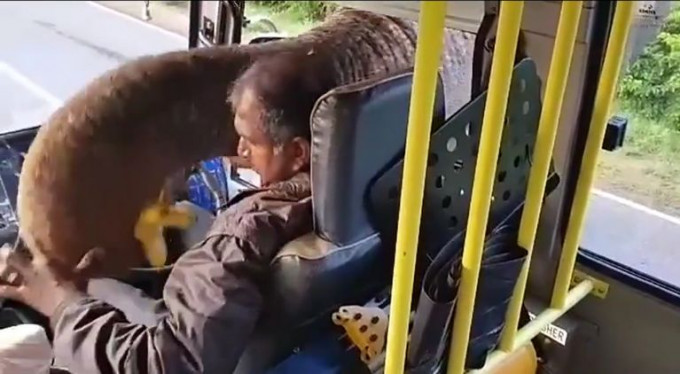 Слон - налётчик ограбил туристический автобус в Шри - Ланке (Видео)