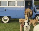 Собачий «десант» высадился из фургона на лужайку в Бразилии (Видео)